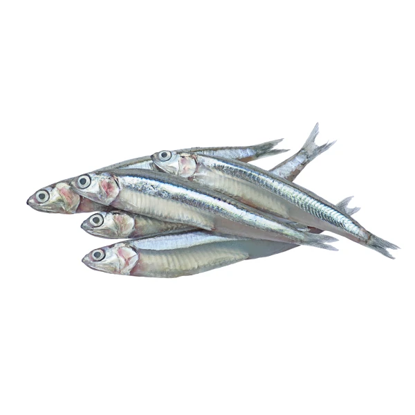 Anchovy