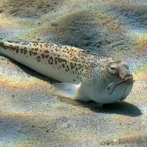 Weeverfish