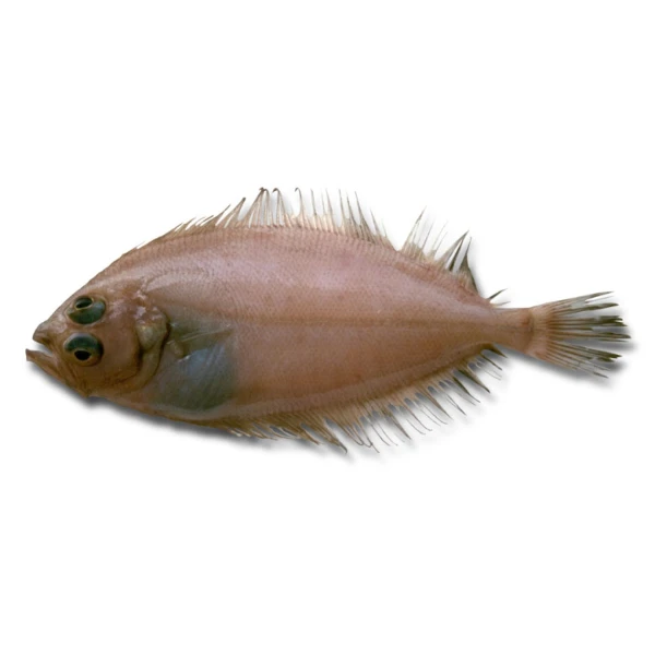 Megrim