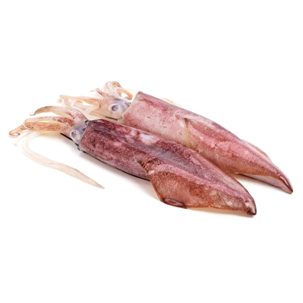 Squid