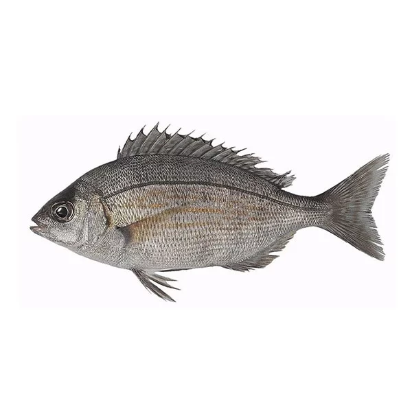 Sea chub