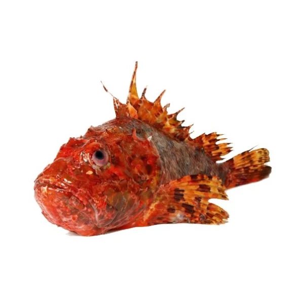 Scorpion fish