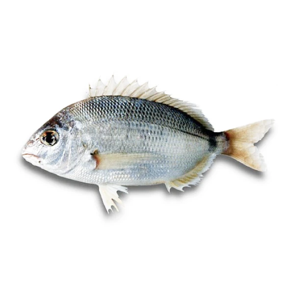 Annular seabream