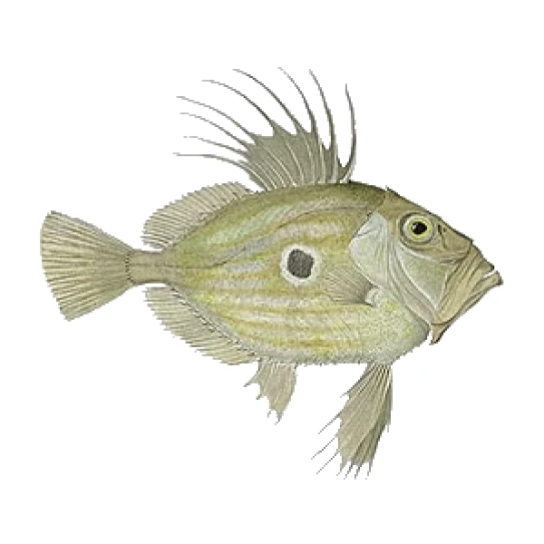John Dory