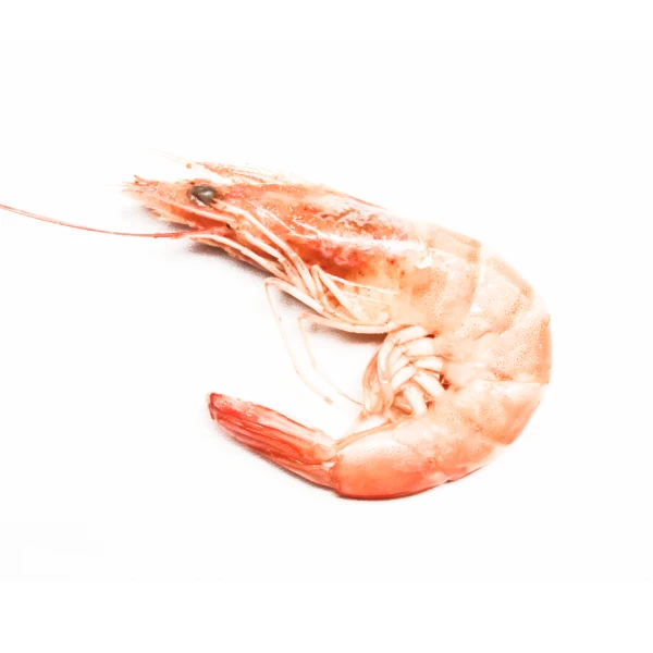 Deep-water rose shrimp
