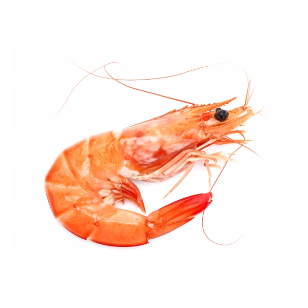 Red shrimp