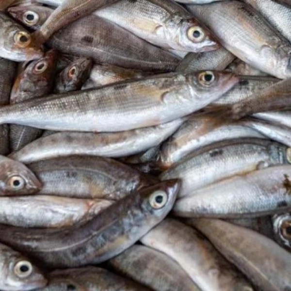 Gerret fish