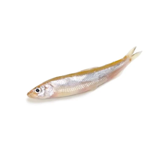 Transparent goby