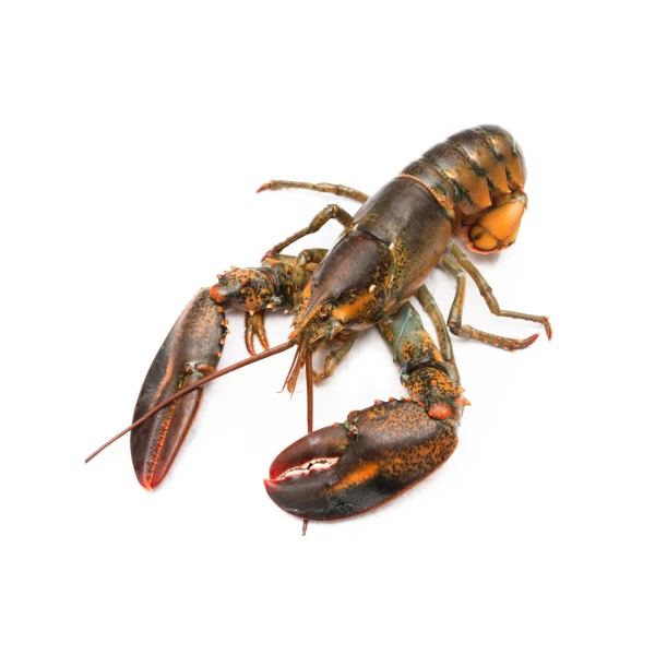 Lobster