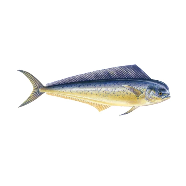 Dolphinfish