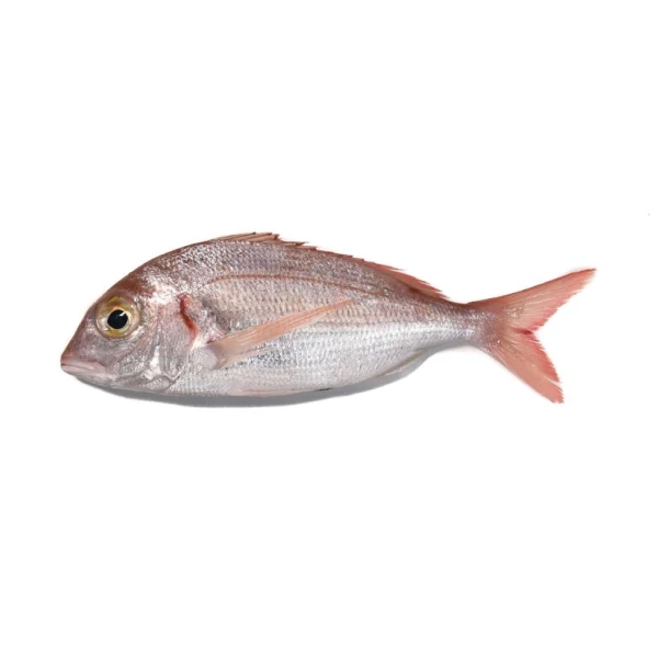 Common pandora