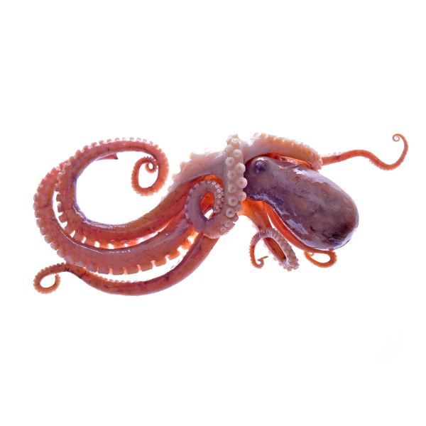 Octopus