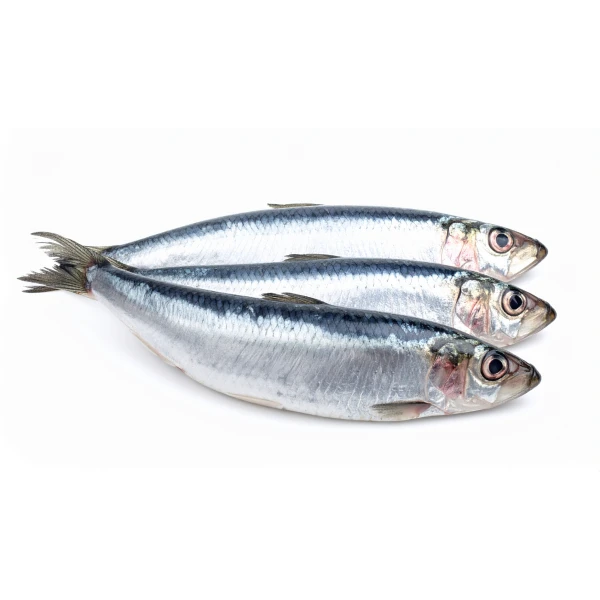 Sardine