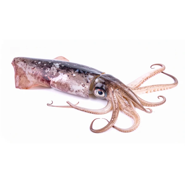 Cuttlefish