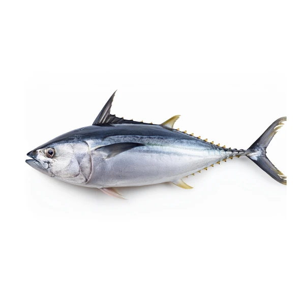 Bluefin tuna